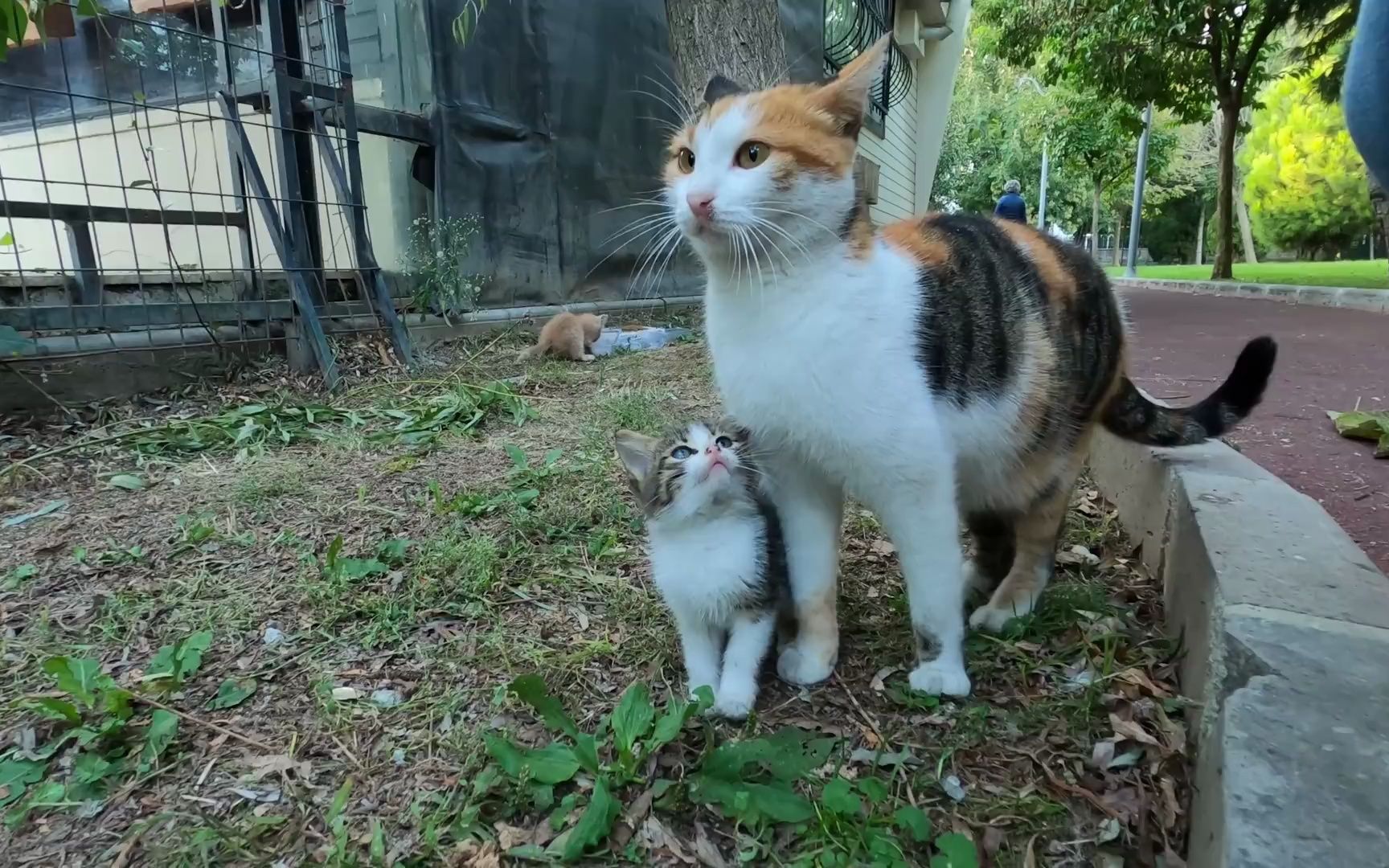 [图]向妈妈要奶吃的小猫咪♥