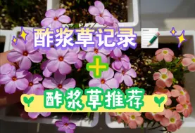 Download Video: [2024.9.18]记录傍晚的酢浆草➕神仙品种西柚，非常推荐！