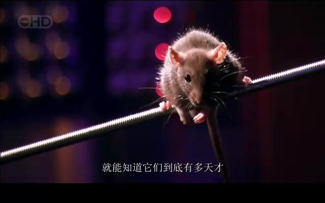 记录片《 老鼠Rat Genious》中文字幕哔哩哔哩bilibili