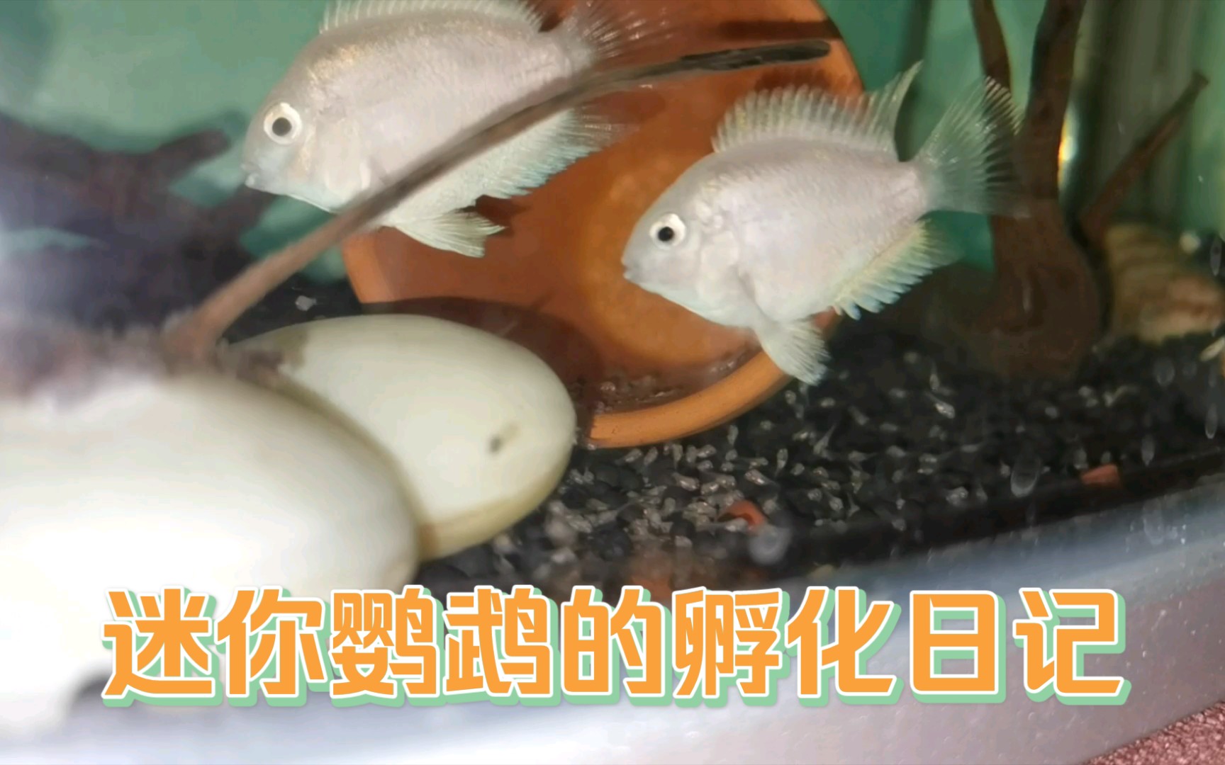 迷你鸚鵡的孵化日記,記錄從卵到魚的全過程