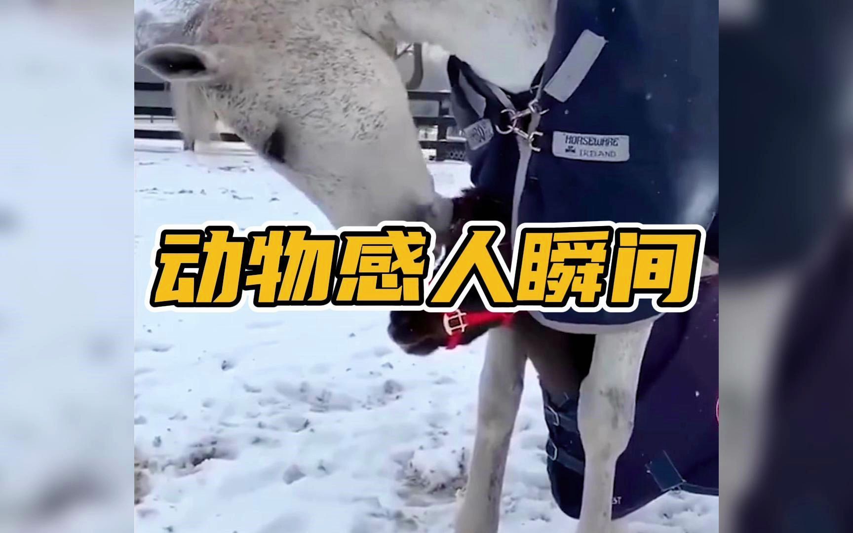 动物之间不可思议的行为,盘点动物们感人瞬间!
