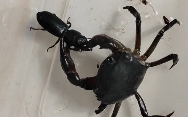 中华束腰蟹vs巨蝼步甲