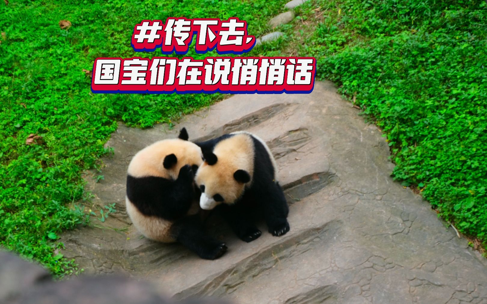 熊猫悄悄话图片
