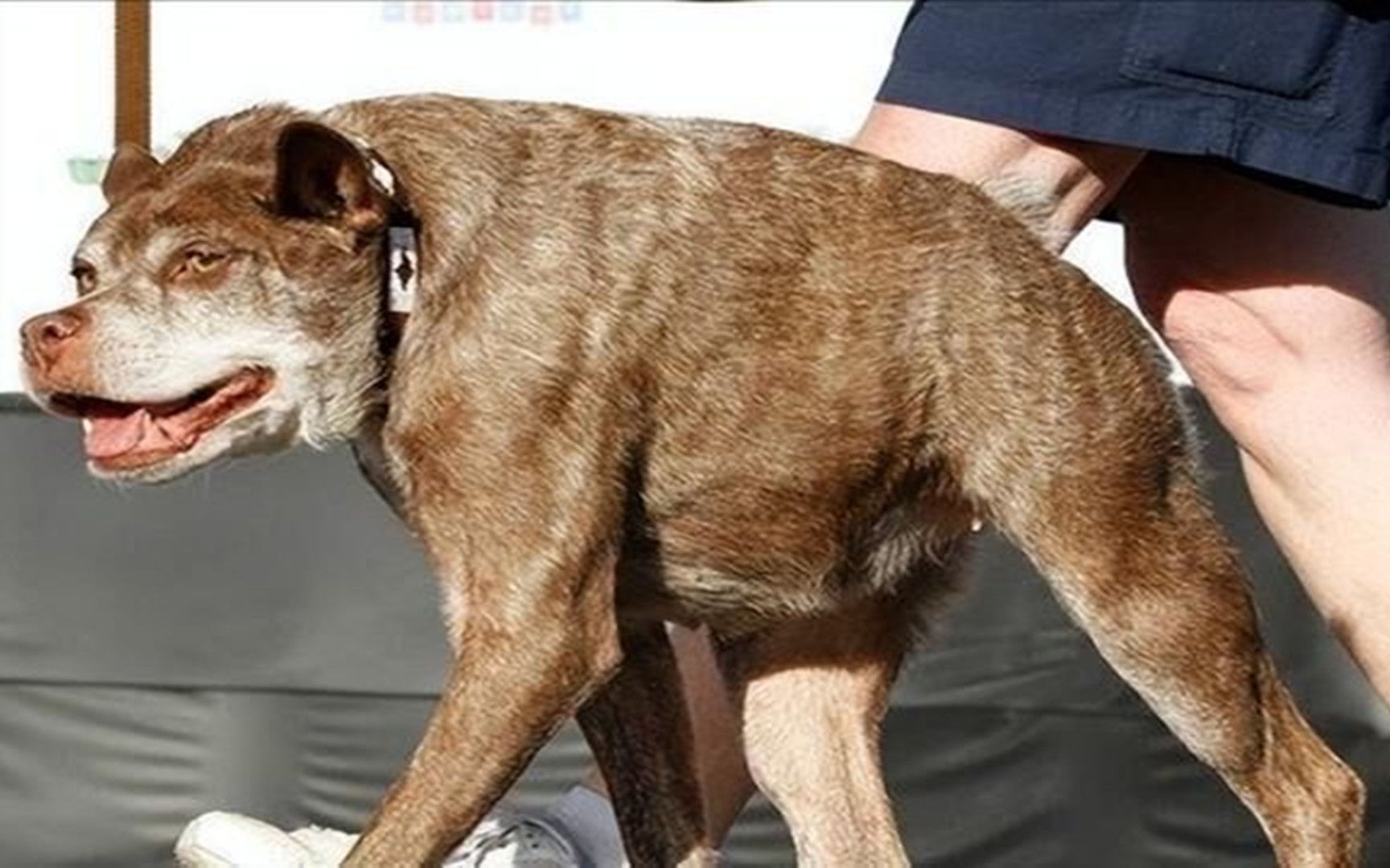 天生没有脖子的卡西莫多犬,全世界仅有30只,诞生过程残忍