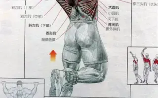 肌肉图解 搜索结果 哔哩哔哩 Bilibili