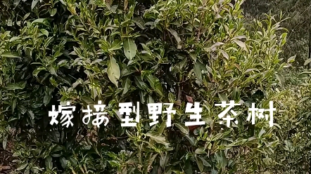 云南嫁接型野生茶树介绍哔哩哔哩bilibili