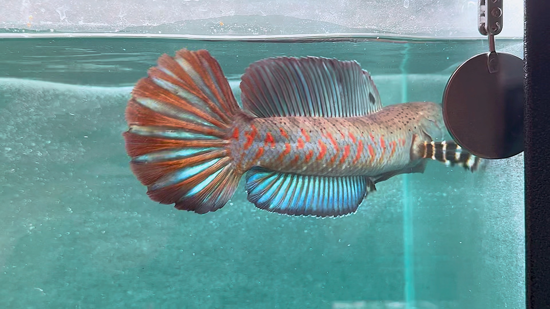 大尺寸幻红雷龙,1xx起双包,选鱼看主页.#雷龙鱼 #幻彩红宝石雷龙鱼