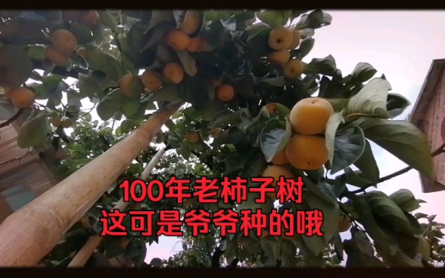 [图]100年老柿子树，这可是当年我爷爷种的！