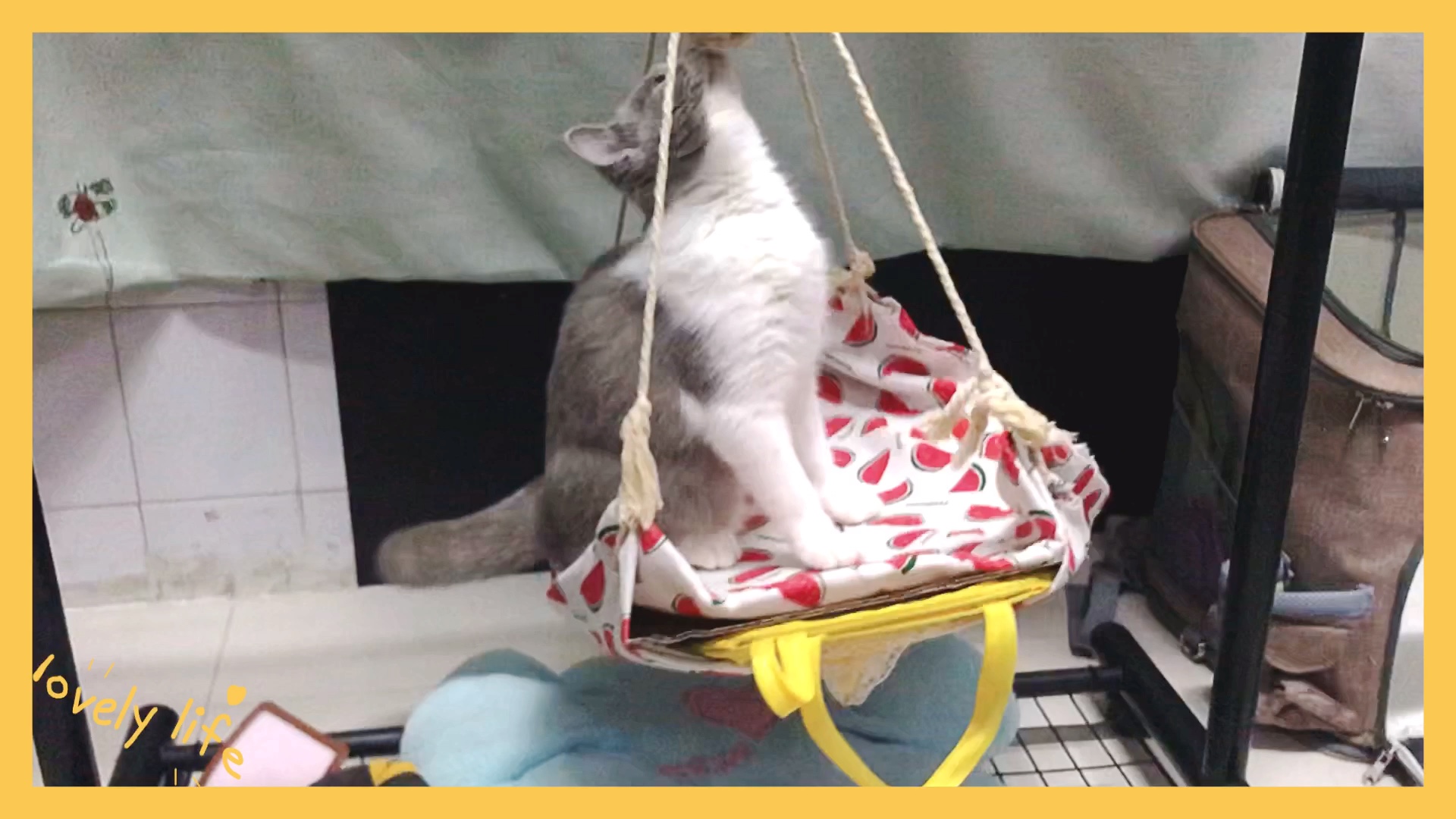 自制猫咪秋千～_哔哩哔哩 (゜-゜)つロ 干杯~-bilibili