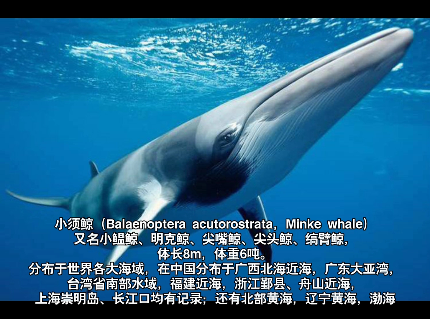 海洋生物 须鲸科鲸鱼盘点哔哩哔哩bilibili