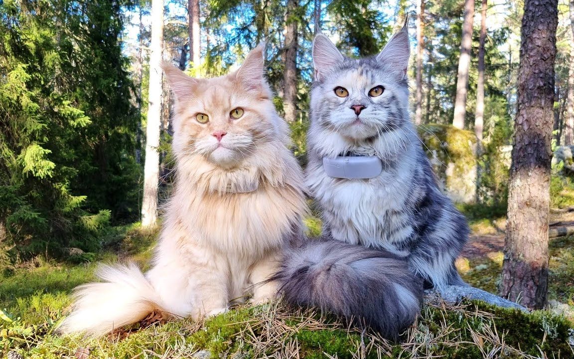 两只缅因猫在森林里享受春天!