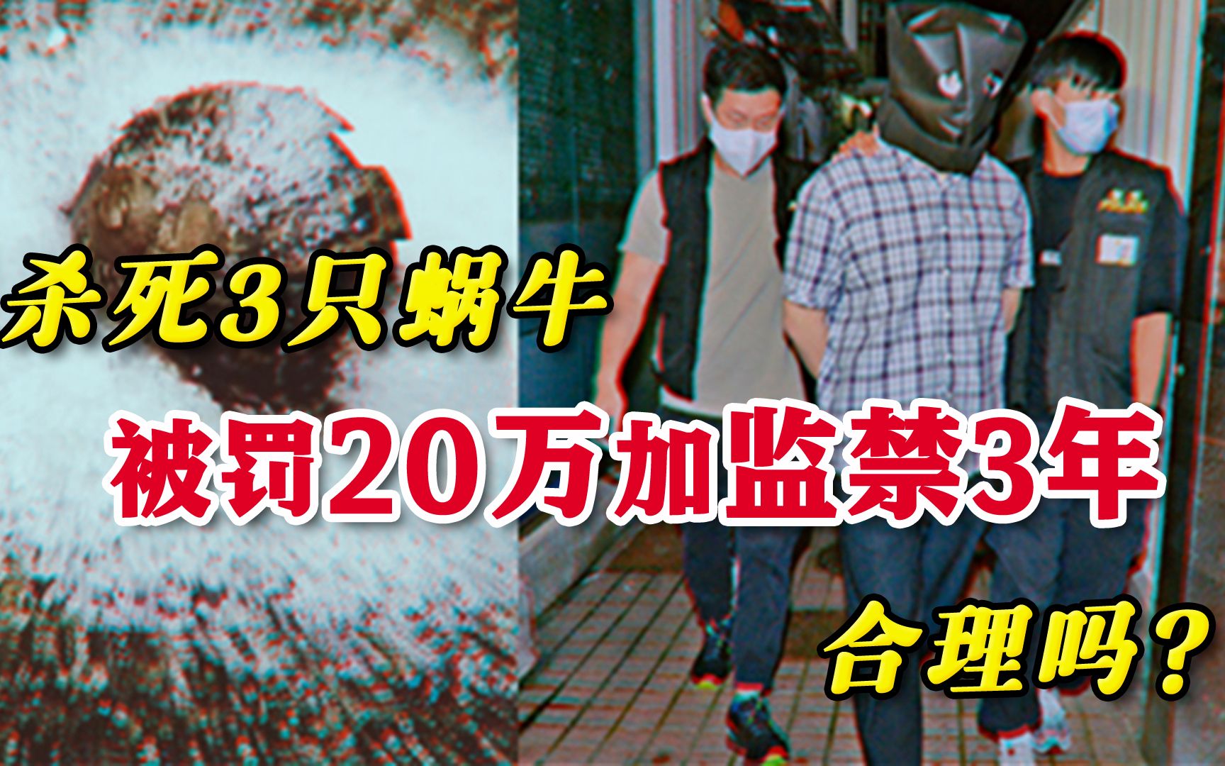 [图]杀死3只蜗牛，就要被罚款20万还要监禁，我犯了什么法？