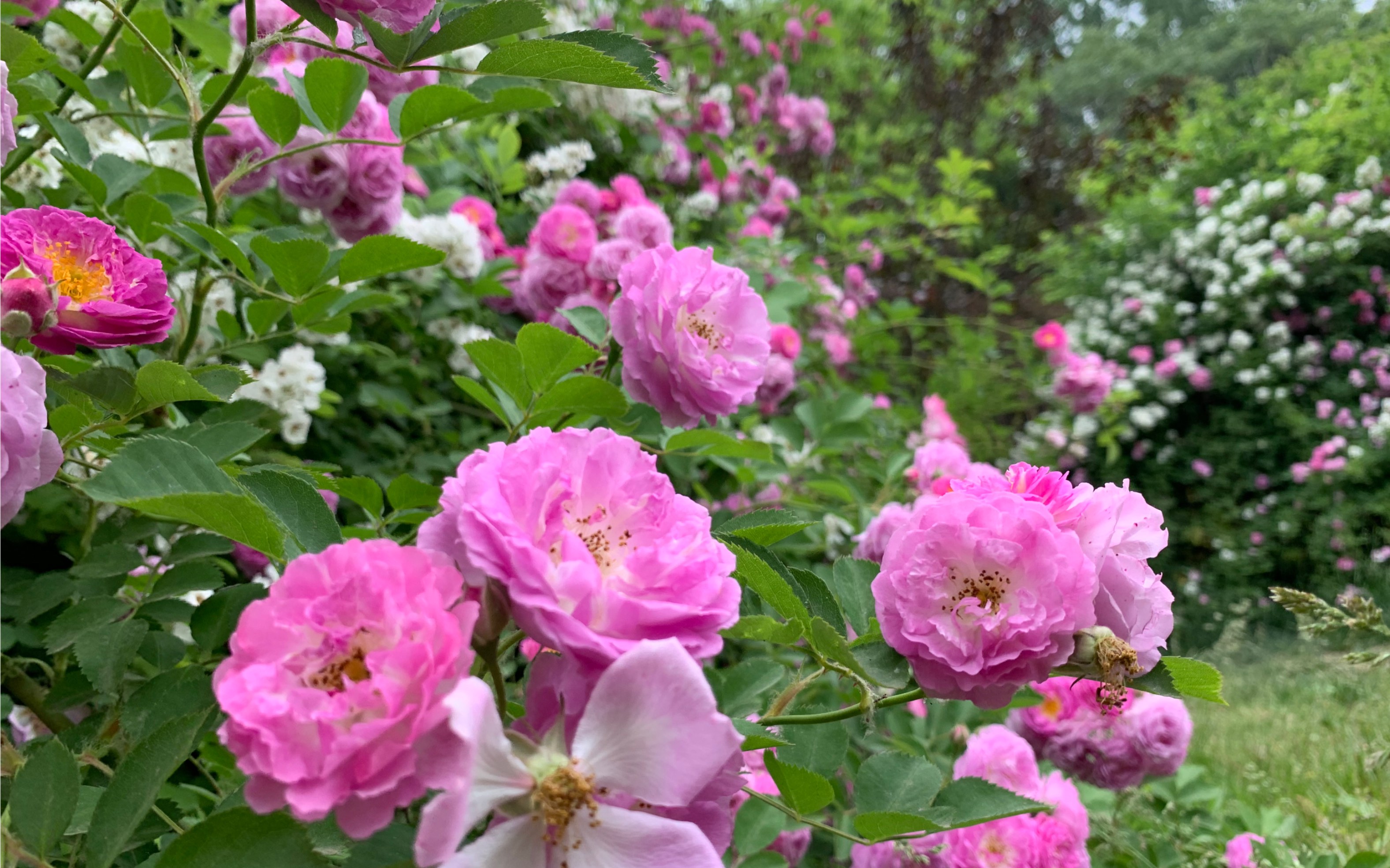 看看看看看花,提前进入老年生活