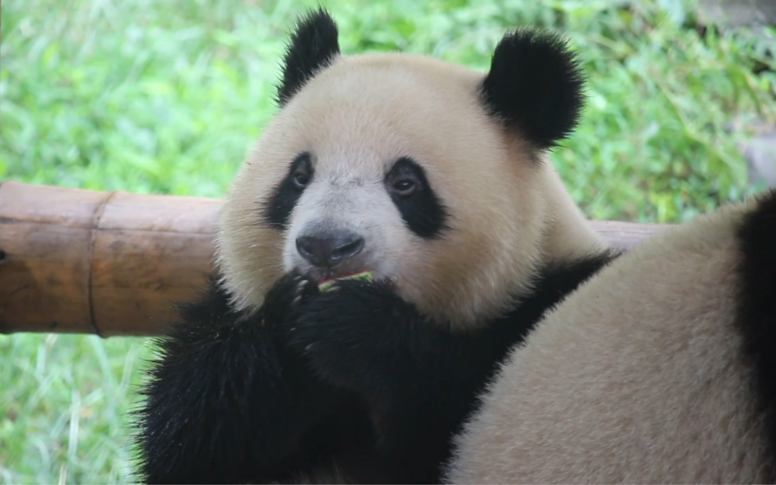 【大熊猫奇珍】唯一一只吃西瓜的小熊.珍漂亮太乖了