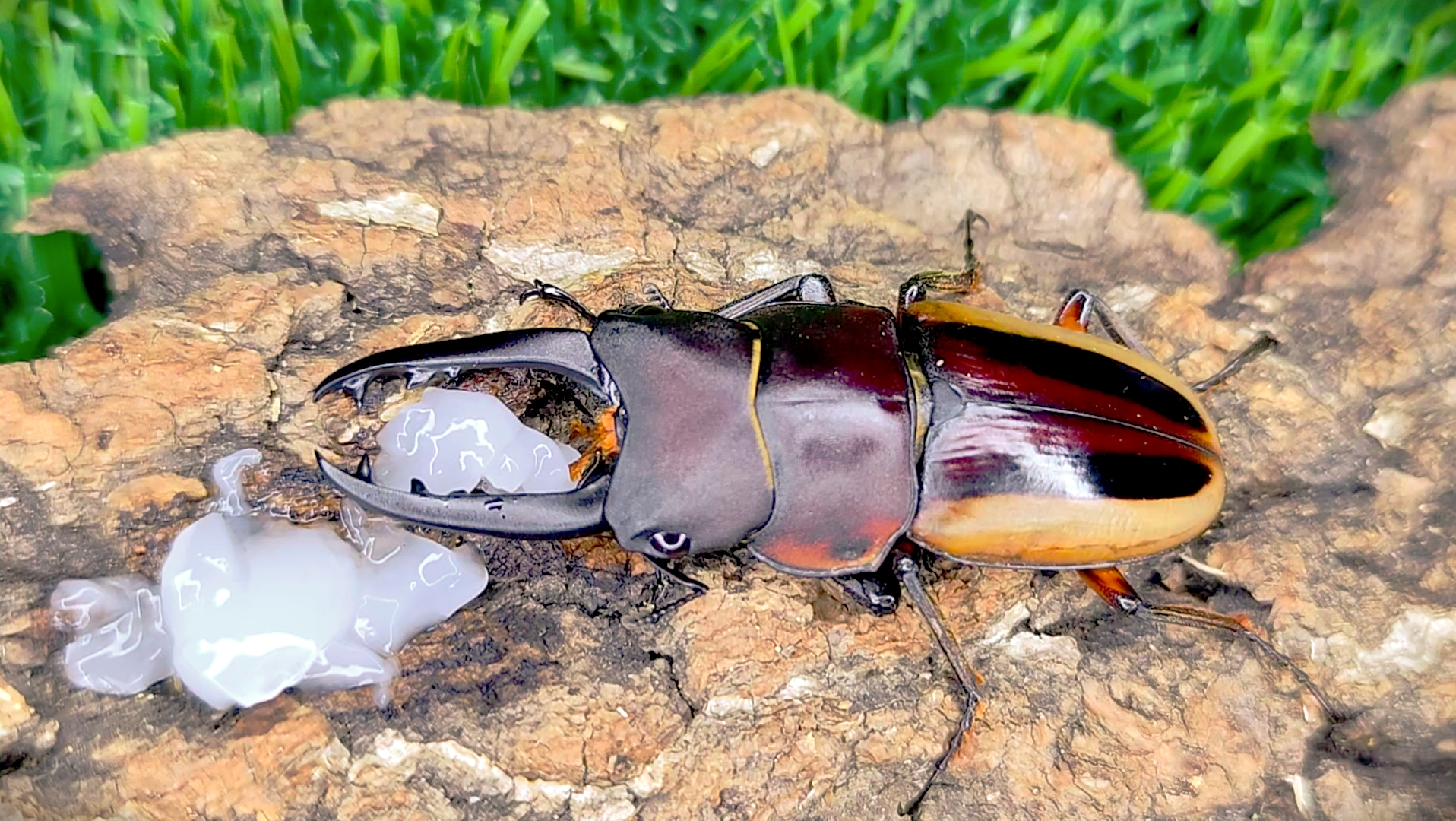 陶彩锯锹进食果冻_哔哩哔哩_bilibili