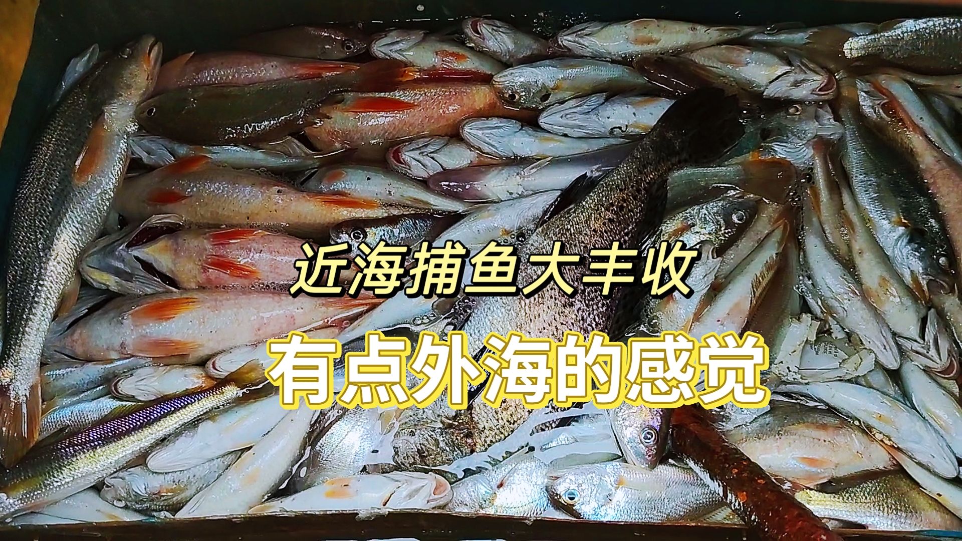 大风大浪把渔获都推到网这边来,近海捕鱼捕出了外海的感觉,收获还挺多的哔哩哔哩bilibili