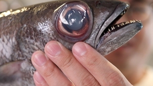 试吃高级深海鱼 金目鲷刺身 附上清理解刨金目鲷过程 哔哩哔哩 つロ干杯 Bilibili