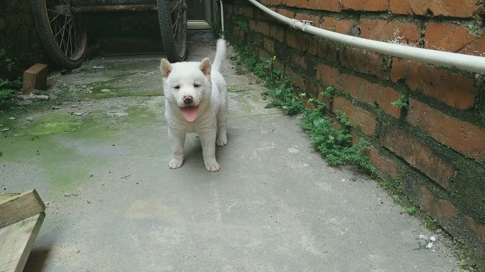中华田园犬时间来到下午三点也许价位偏高小白的主人还
