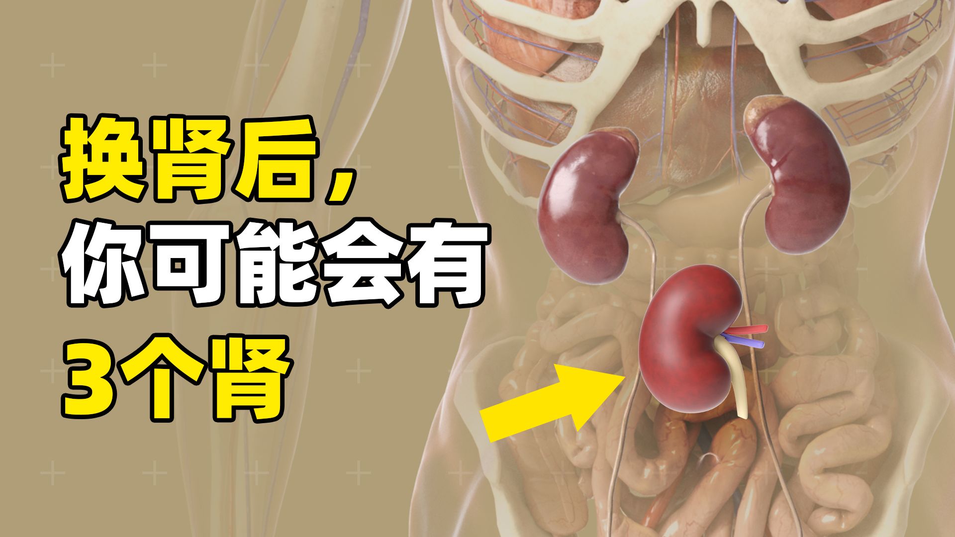 换肾，其实并不是“换”肾