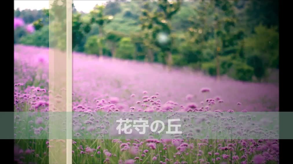 [图]【泉音】花守之丘