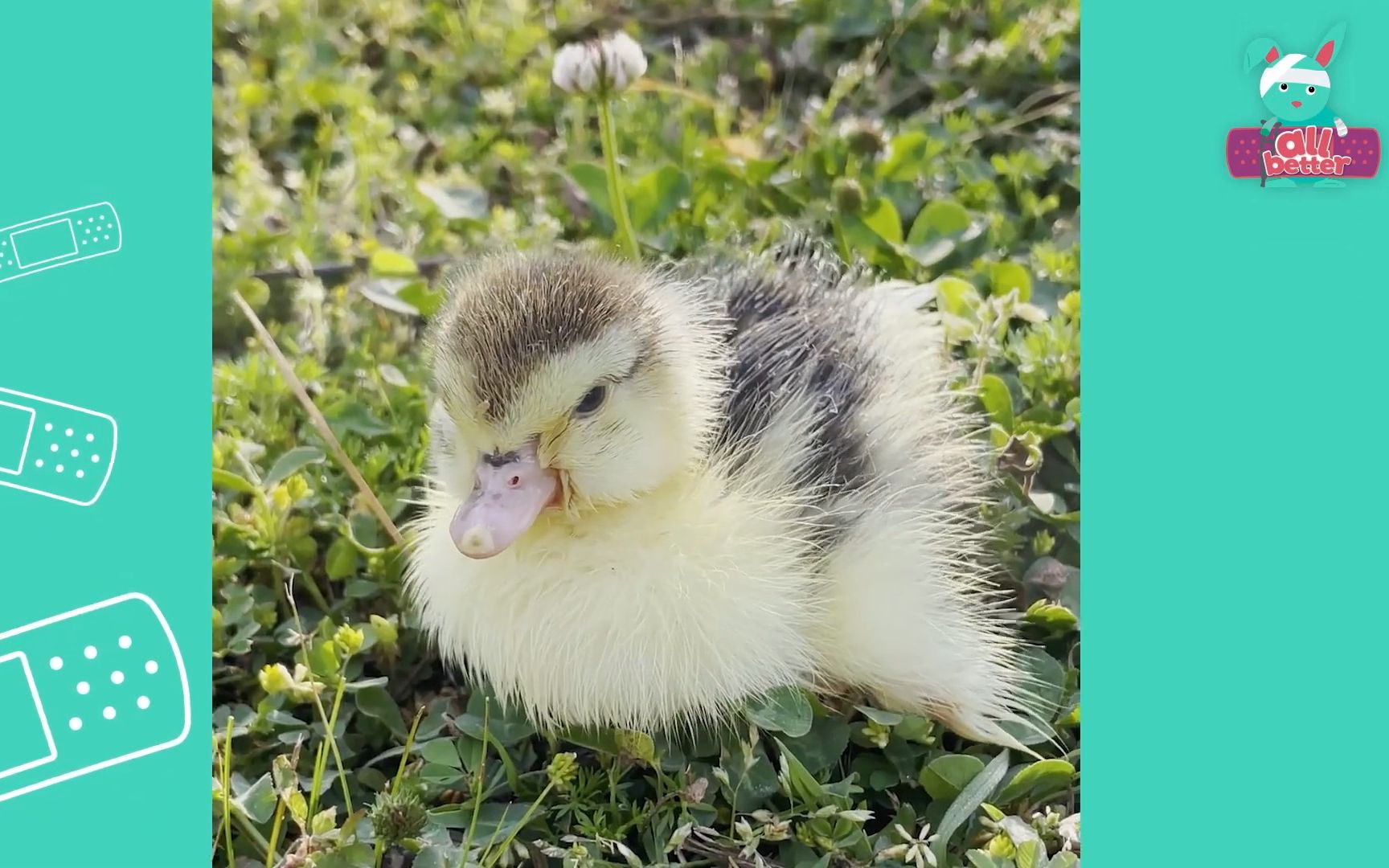 dodo kids 油管火爆英语儿童科普系列 little duck with crooked legs