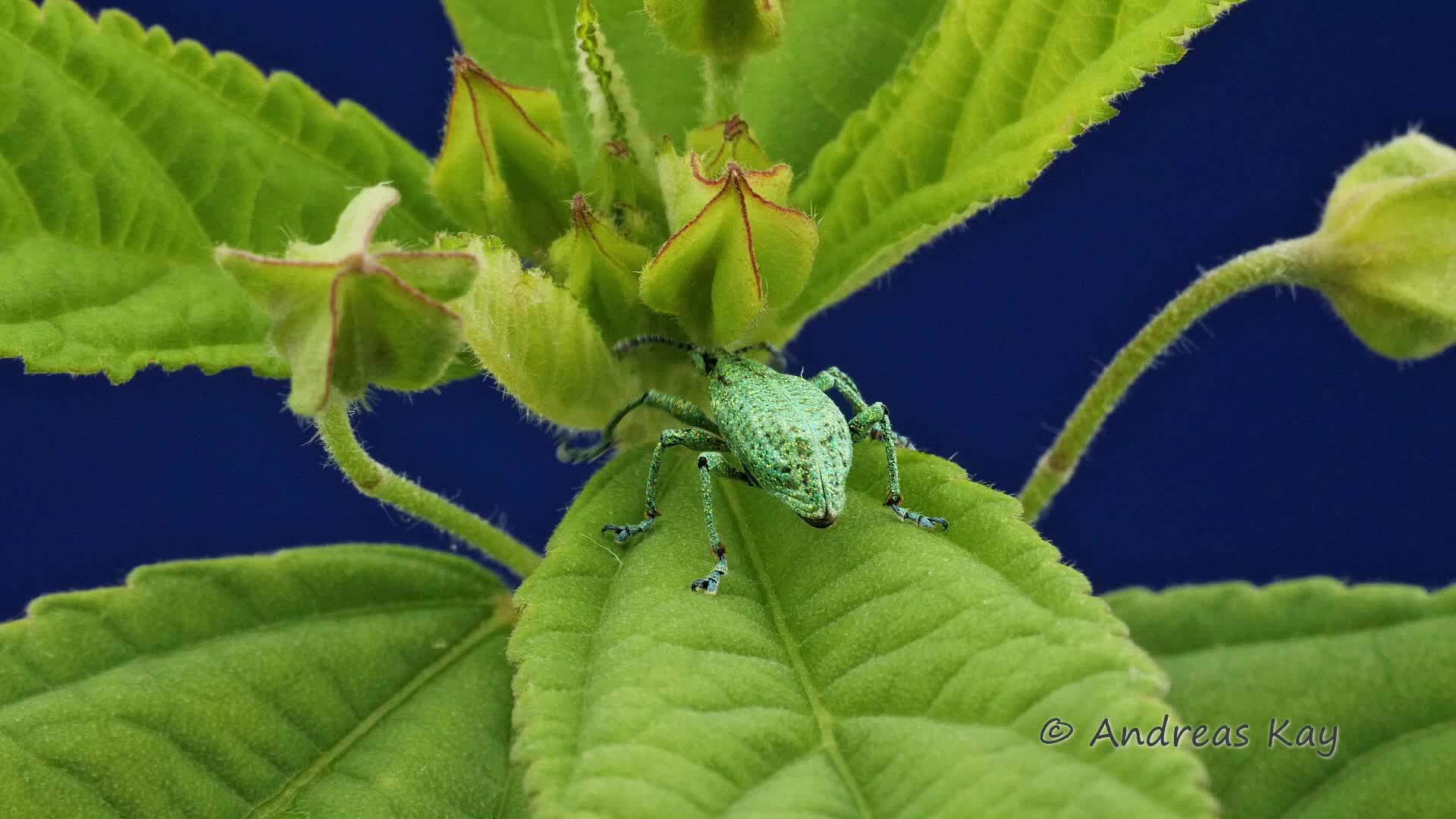 【彩色象甲】来自厄瓜多尔的彩色象鼻虫——colorful iridescent