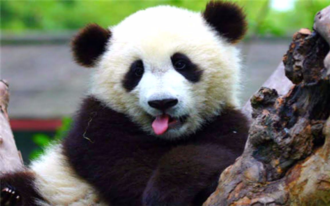 小种大熊猫搞笑图片