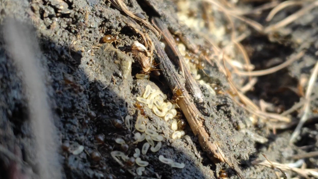 丝光褐林蚁的邻居们_哔哩哔哩 (゜-゜)つロ 干杯~-bilibili