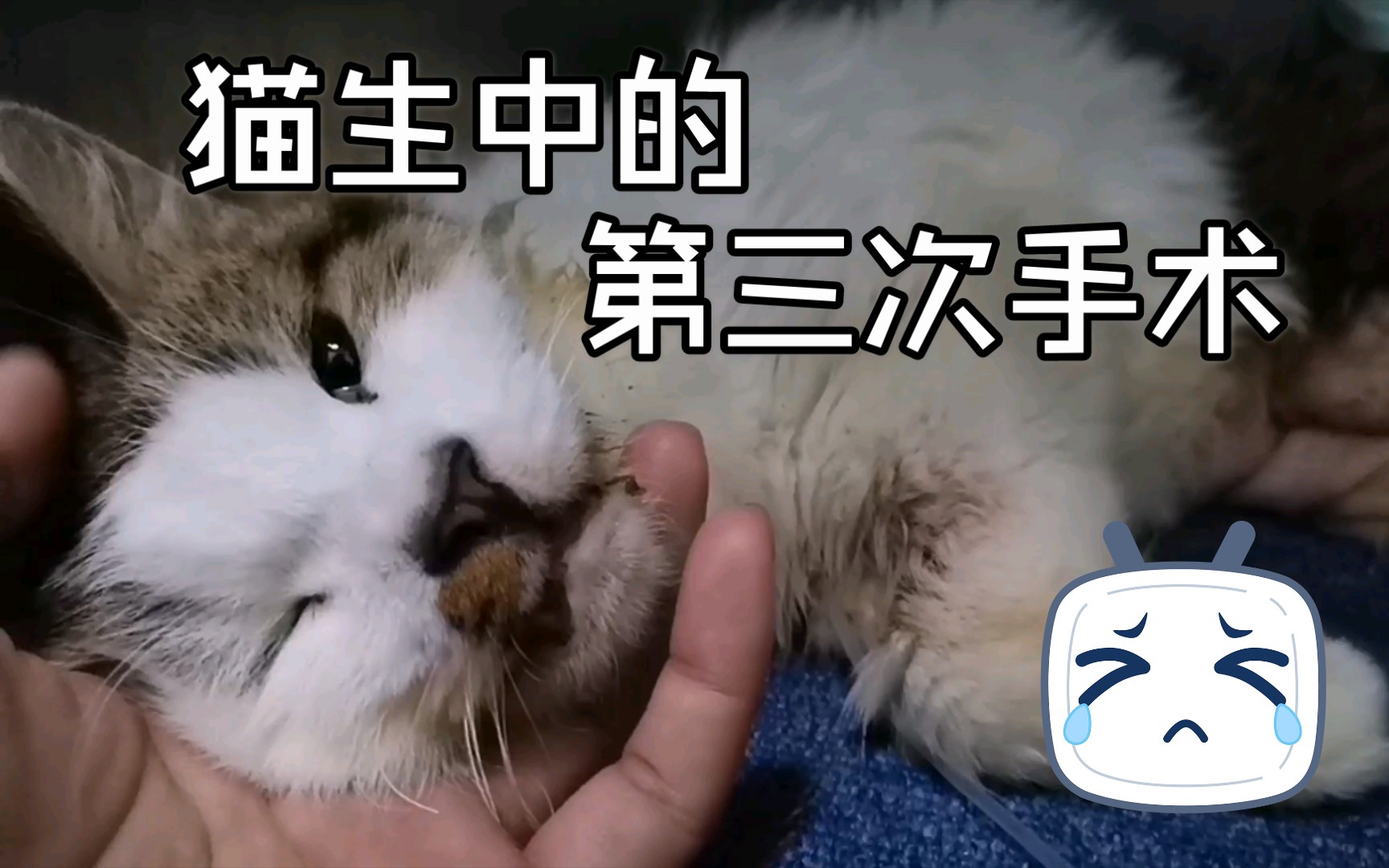 【安安】猫生中的第三次手术