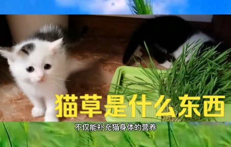 猫是食肉的,却也吃猫草,猫草是什么东西哔哩哔哩bilibili