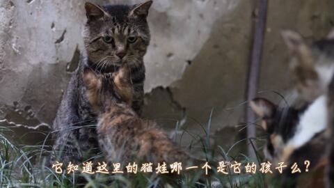 这个区域唯一的公猫很神秘 猫王地位能维持多久 哔哩哔哩