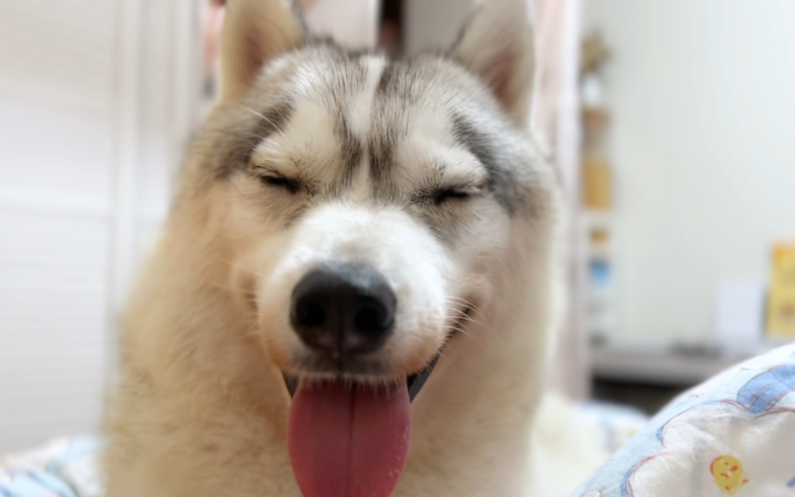 养了只哑巴狗是种什么样的体验_哔哩哔哩_bilibili