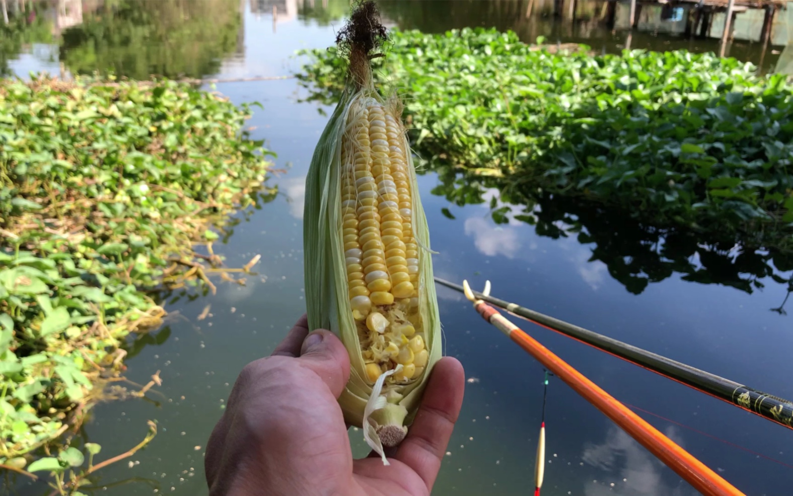 新鲜嫩玉米钓鱼效果就是好用这种方法上鱼速度可以提升两倍