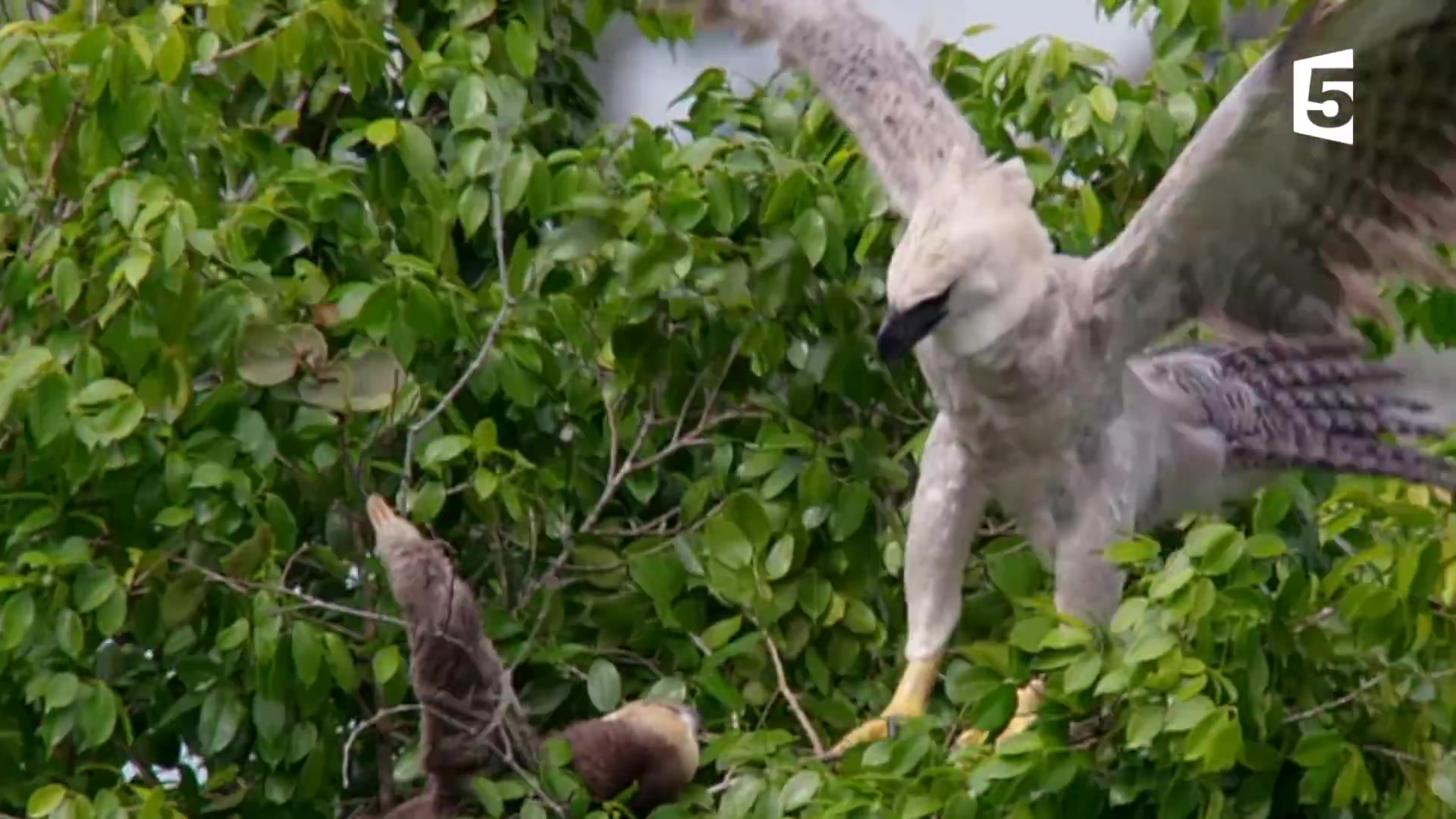 [图]harpy eagle 偶遇的法语角雕生活视频