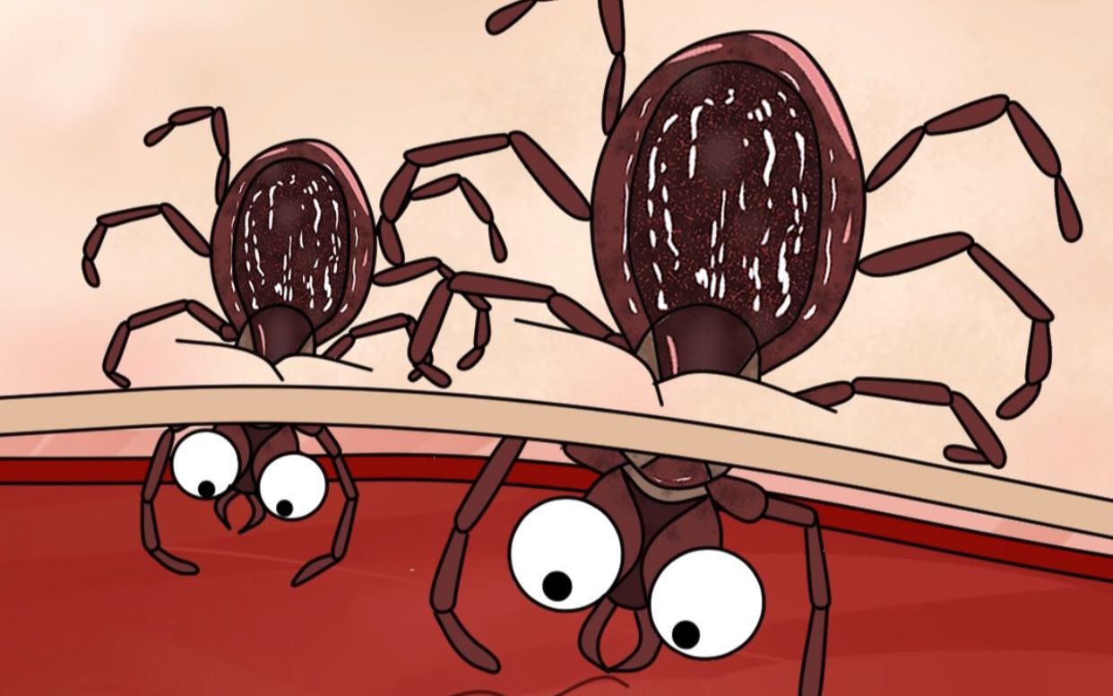 蜱虫咬后的症状是什么(如何分辨蜱虫咬过后的症状)