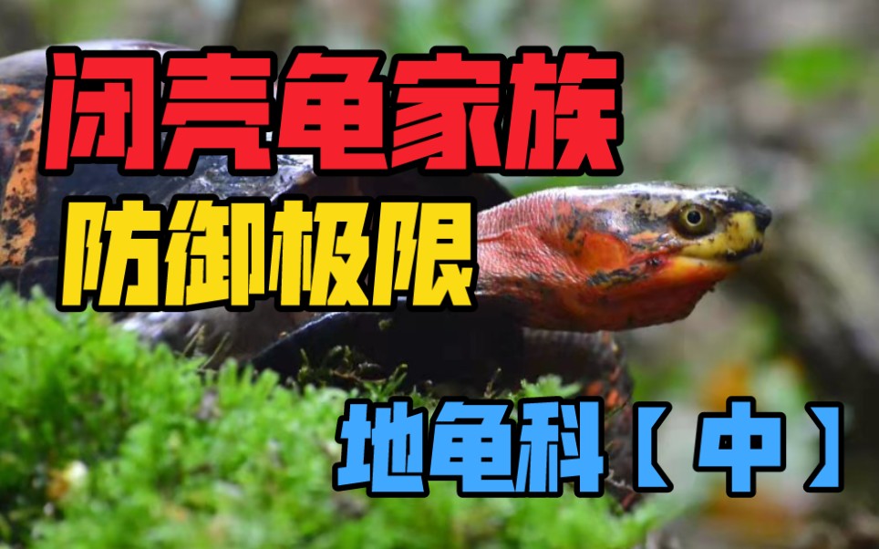 【龟鳖目科普】防御力点满,绝对的防御 闭壳龟家族【地龟科ⷤ𘭣€‘哔哩哔哩bilibili