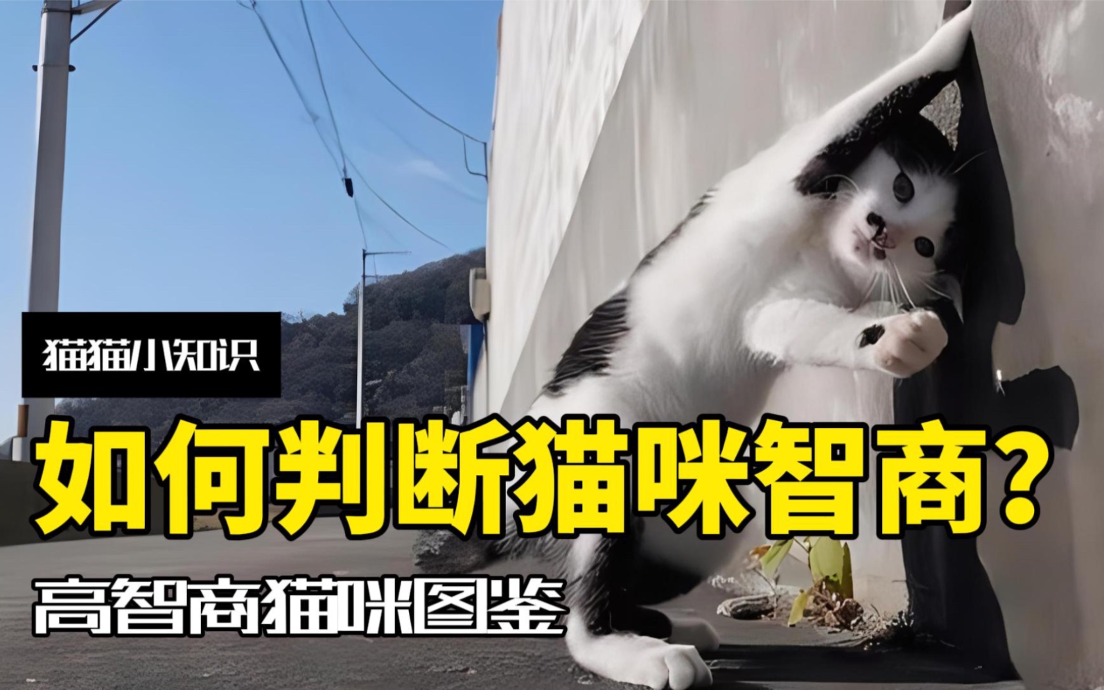 怎么判断猫咪智商高低?快看你家猫有这四点没!哔哩哔哩bilibili