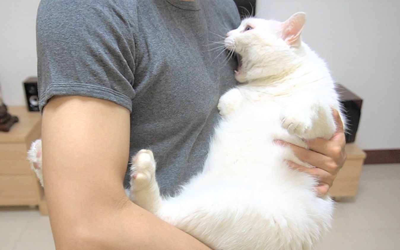 怎样抱猫,会显得正经一点?_哔哩哔哩_bilibili
