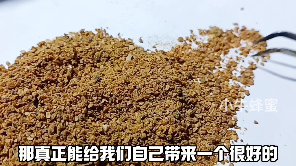 原始蜂膠怎麼食用養蜂人蜂膠如何採集蜂膠對人有什麼作用和功效蜂膠