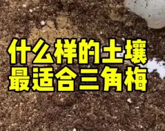 下载视频: 什么土壤最适合您家的三角梅#三角梅的养护#花开富贵好运来 #园艺生活 #我的种植日常#好看的花一定要分享给你#芳菲苑F