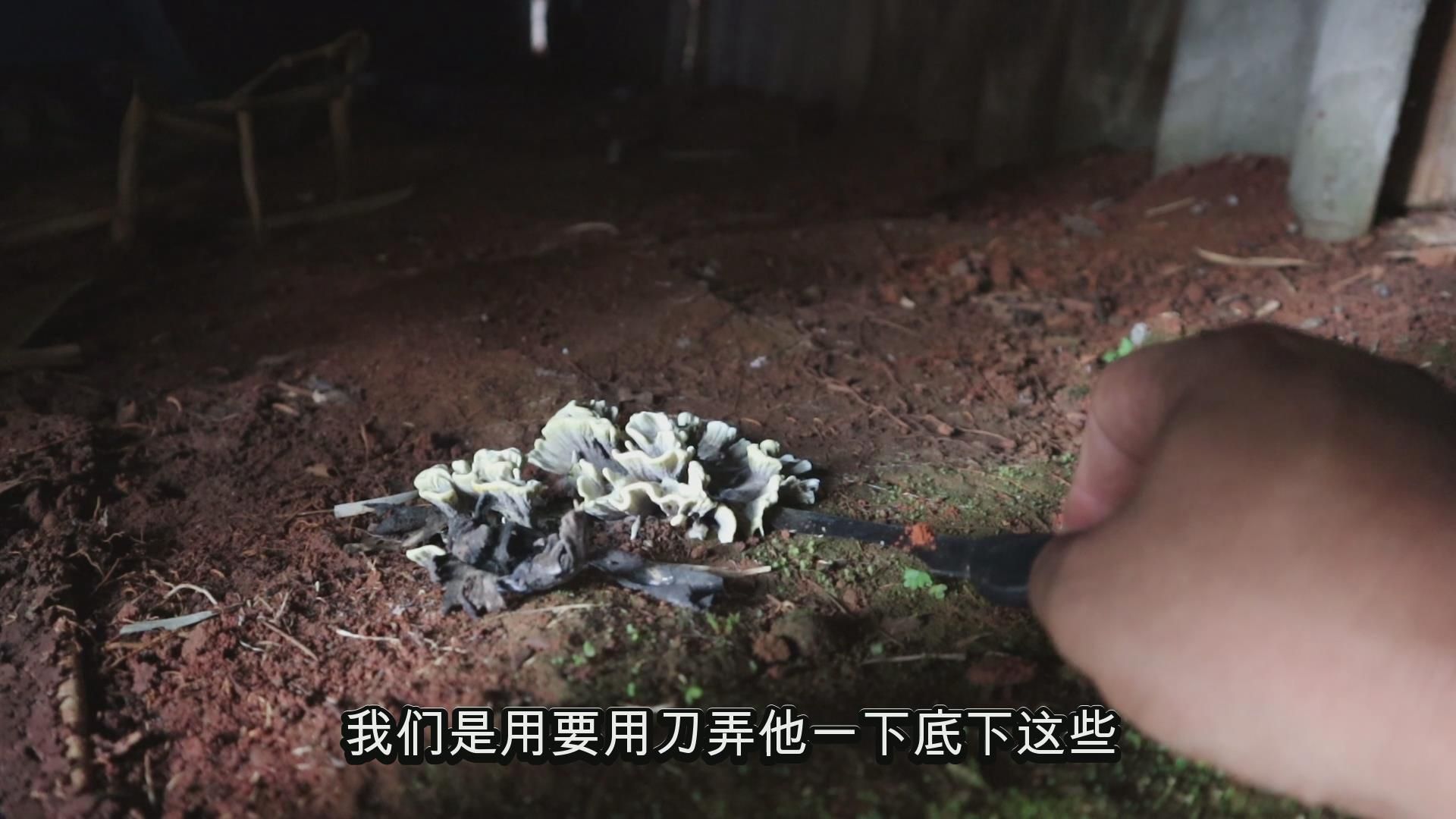 屋子里长干巴菌了，炒饭安排上