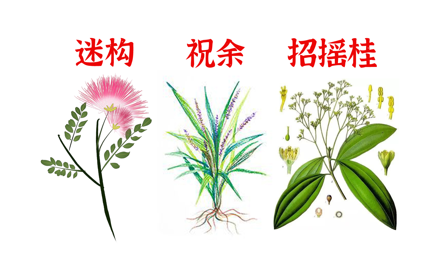 [图]山海经所有奇花异草仙藤神树，全在这个视频里了