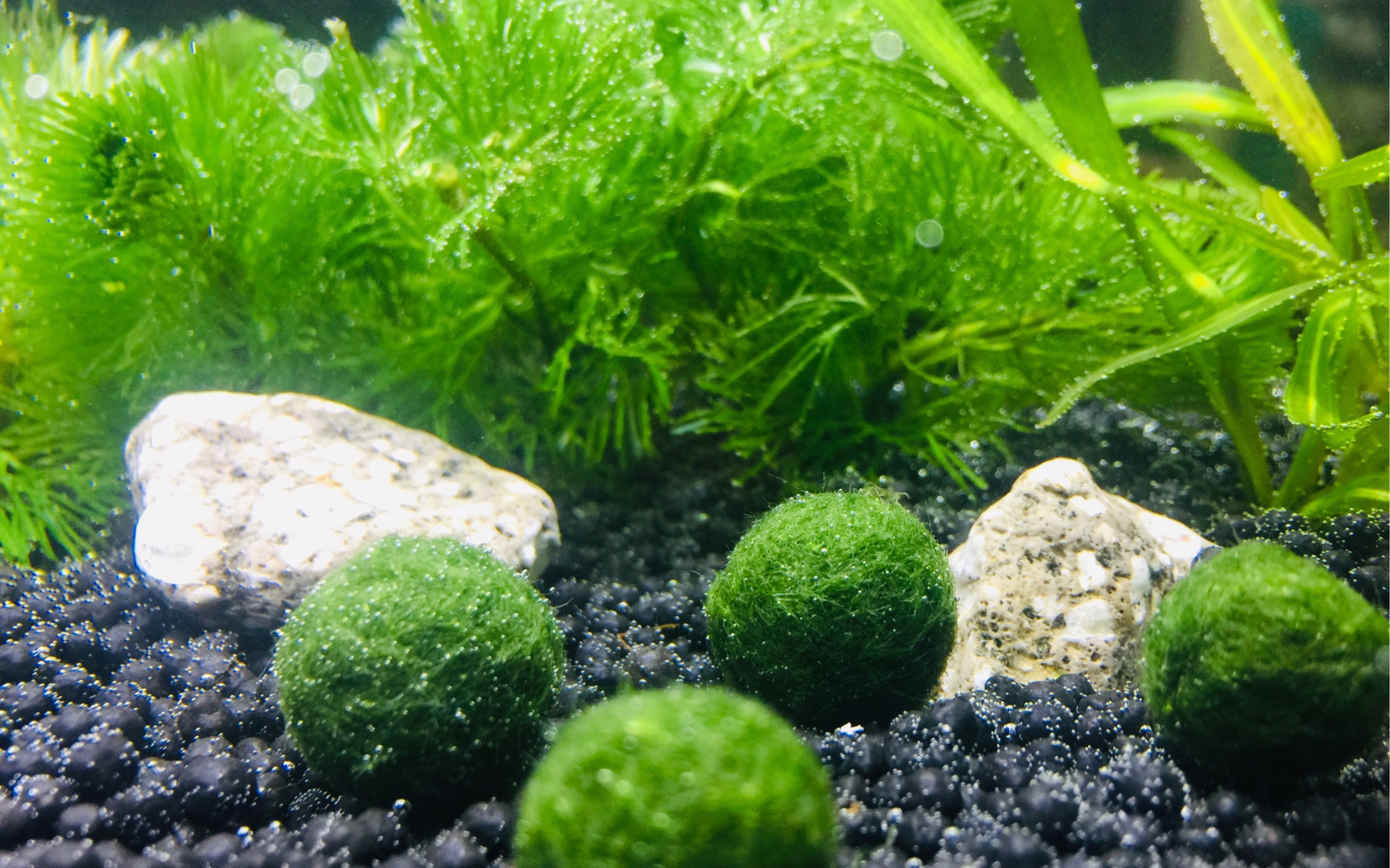 【marimo】球藻吐泡泡啦