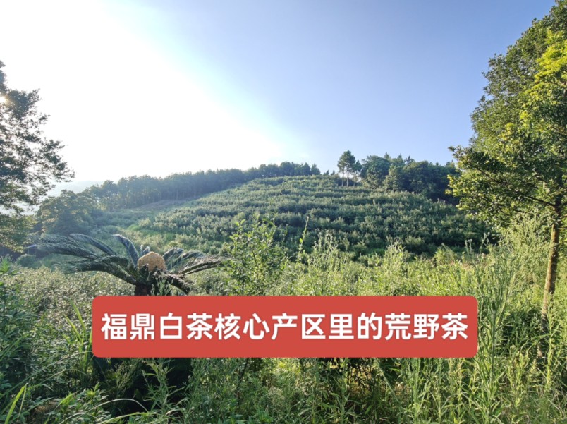 福鼎白茶核心产区里的荒野茶