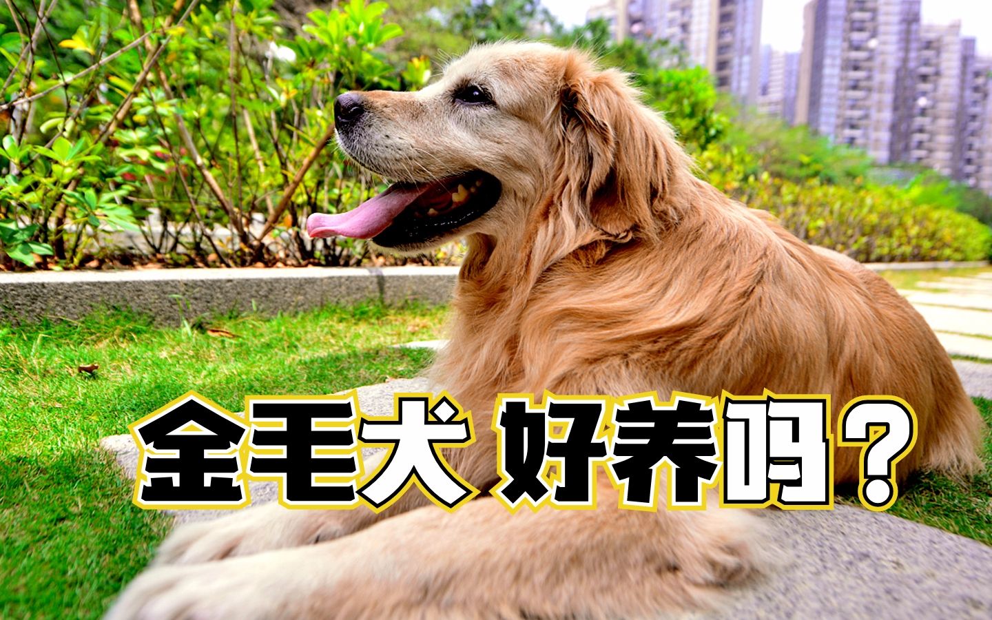 金毛犬好养吗?养过它的人都知道怎么回答哔哩哔哩bilibili