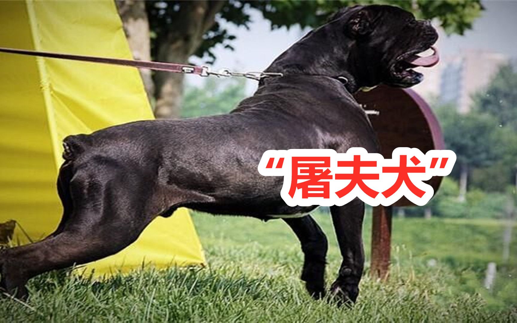 屠夫将罗马军犬搭配牧羊犬后,诞生了智商最高的猛犬,罗特维尔屠夫犬哔哩哔哩bilibili