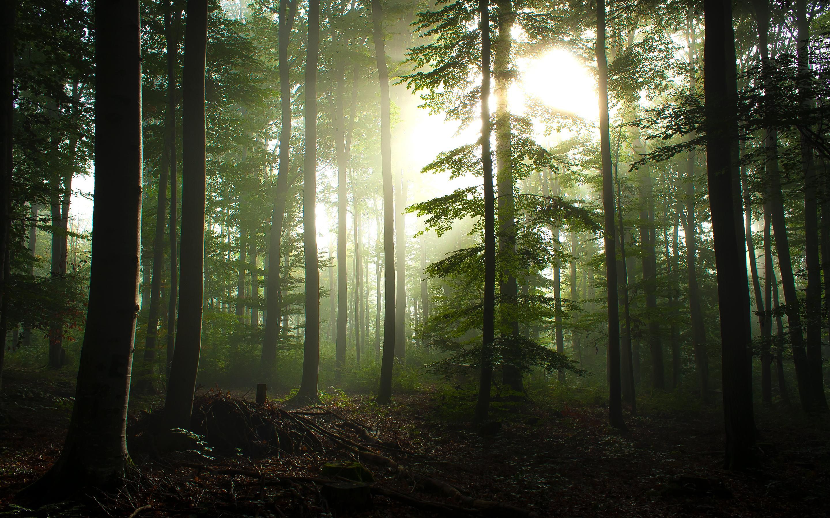 [图]森林‘单人最高难度生存’【原生画质】The Forest