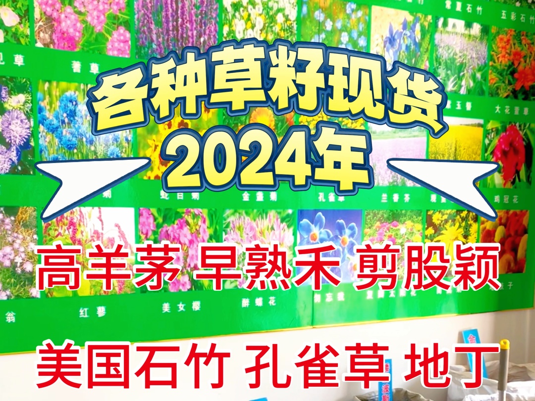 2024年各种进口草籽,高羊茅早熟禾剪股颖地丁玉簪等哔哩哔哩bilibili