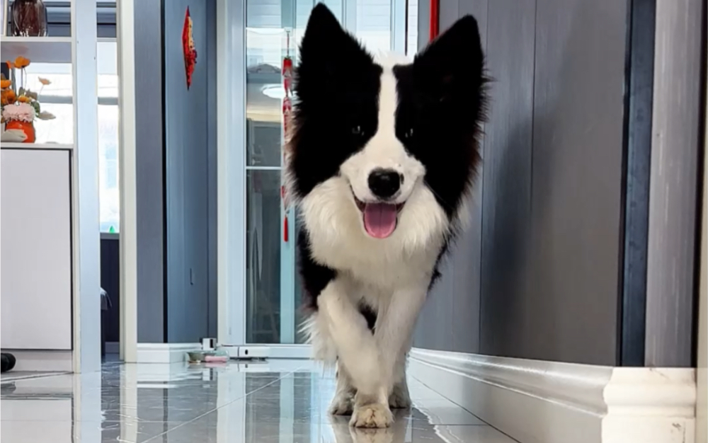 边牧走模特步,这专业感,能上t台吗