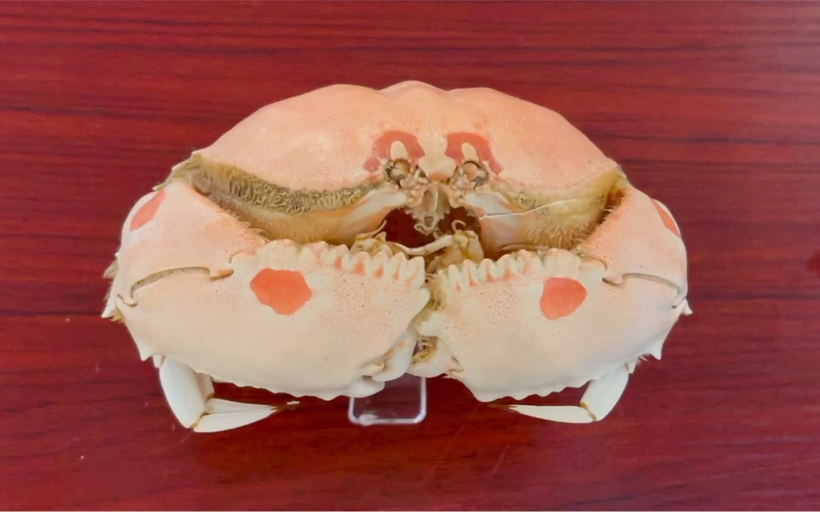 一只发酵的馒头之逍遥馒头蟹_哔哩哔哩_bilibili